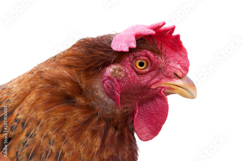 Hen head, isolated on white background