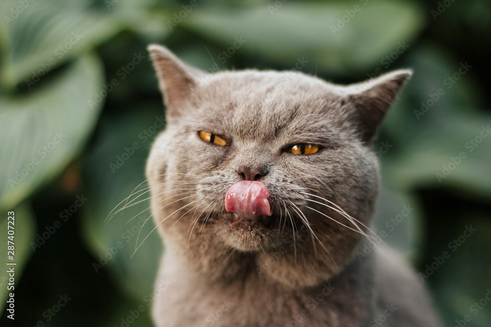  gray scottish cat licks after a tasty meal