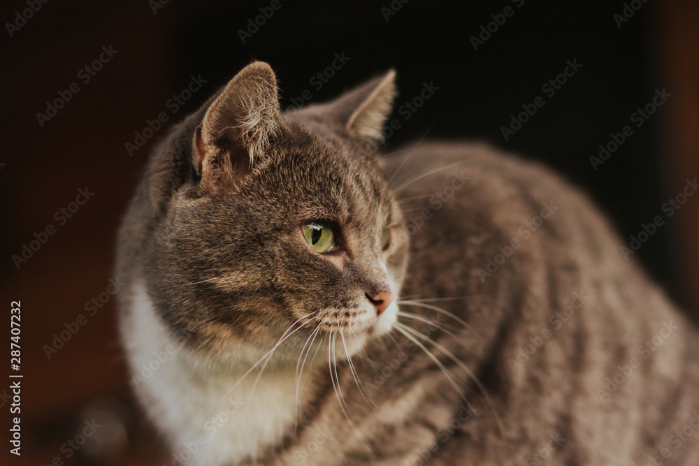  gray tabby cat with green eyes is watching