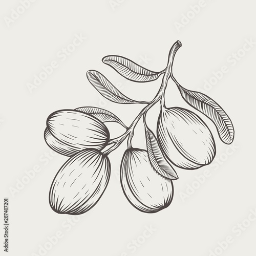 Vector illustration argan tree branch isolated. Engraved style.