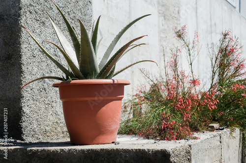Aloe in pot © RadVila
