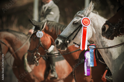 Awarding the winners of equestrian competitions in the equestrian ranks, where among the majority of bay horses is a light gray horse with a red rosette on the bridle.