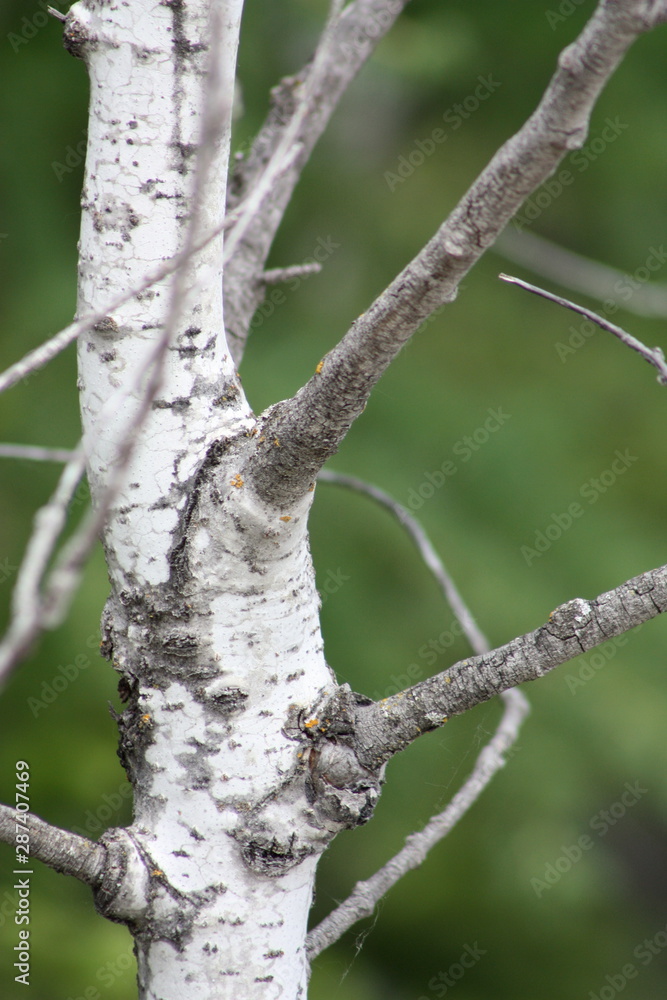 Poplar Branches