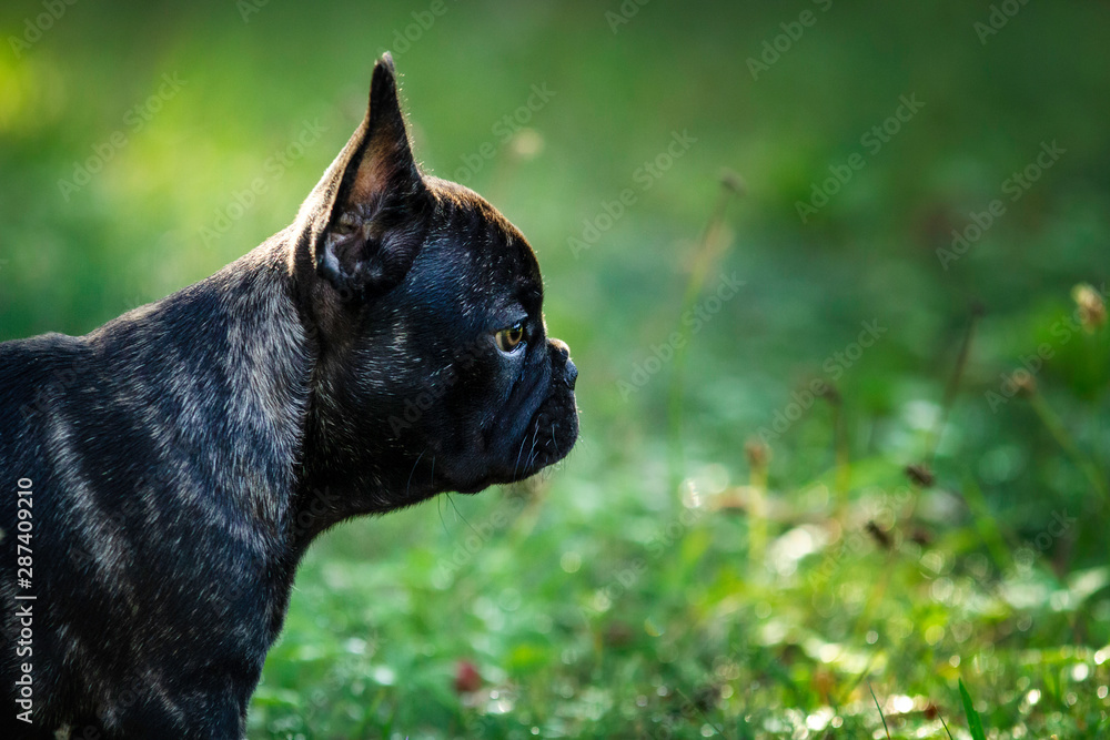 Portrait French Bulldog.