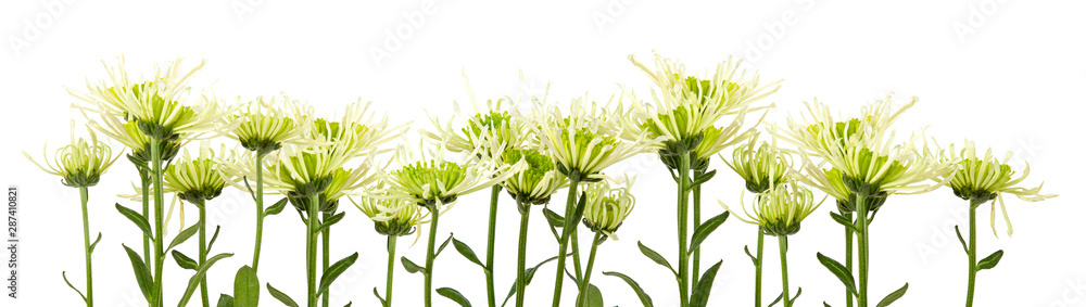Fototapeta premium fleurs de dahlia blanches sur fond blanc