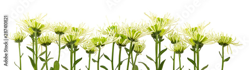 fleurs de dahlia blanches sur fond blanc