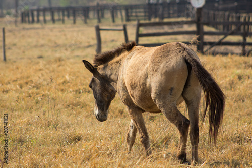 Horse in the farm
