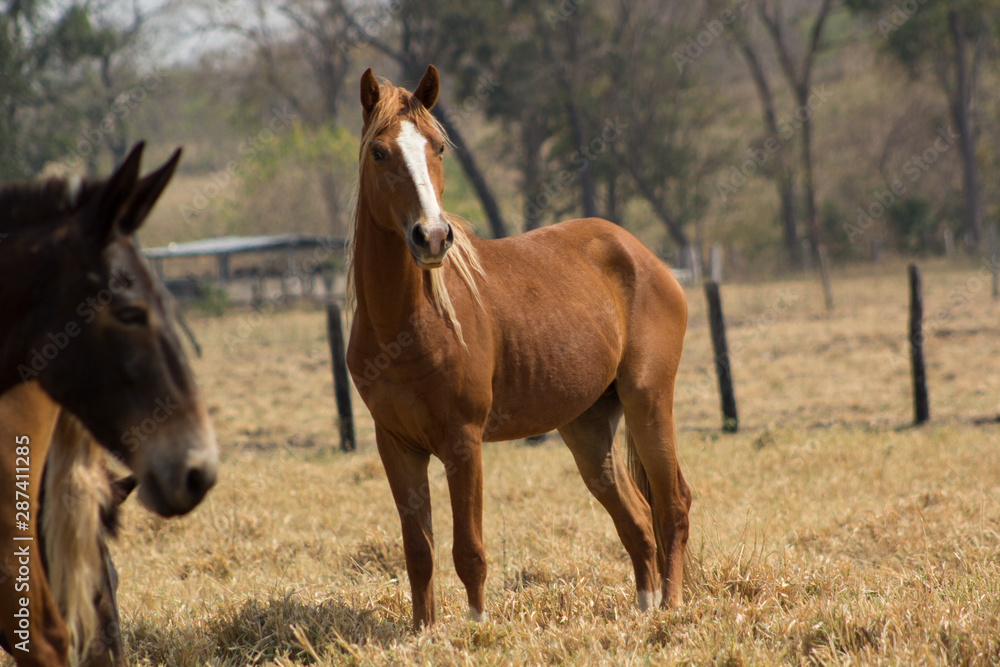 horse in the field