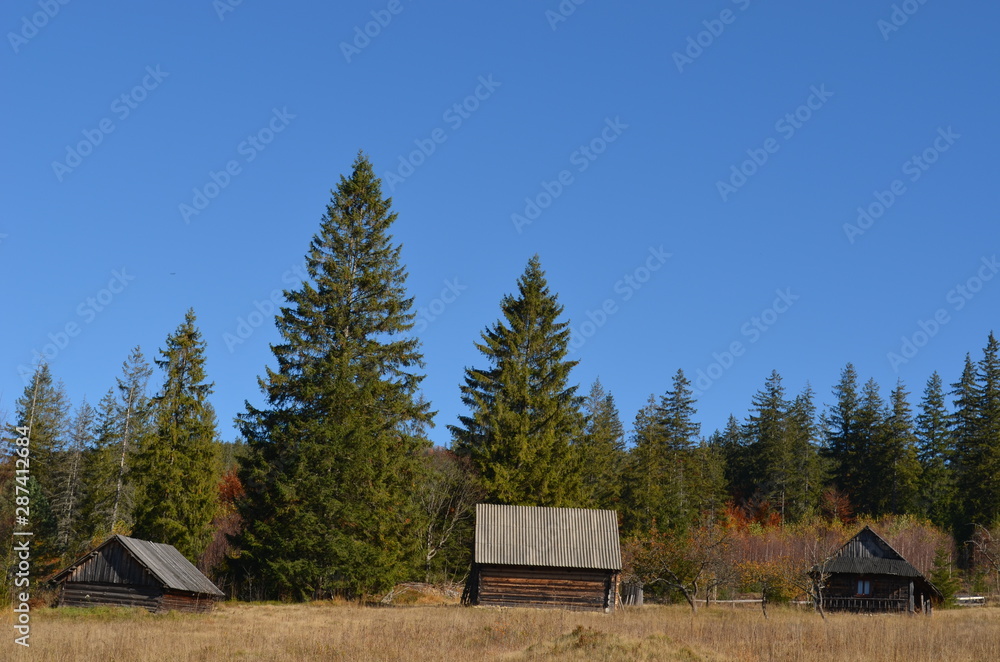 old wooden house in the forest