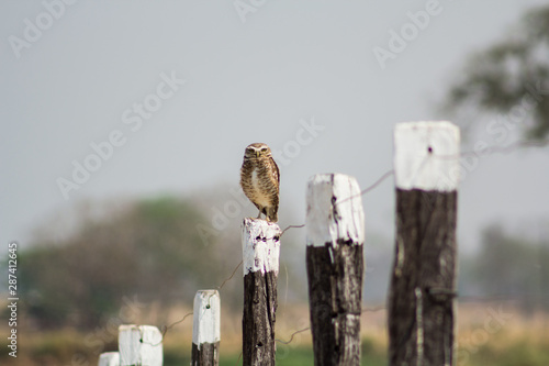owl on wooden fence