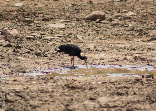 mutu drinking water photo