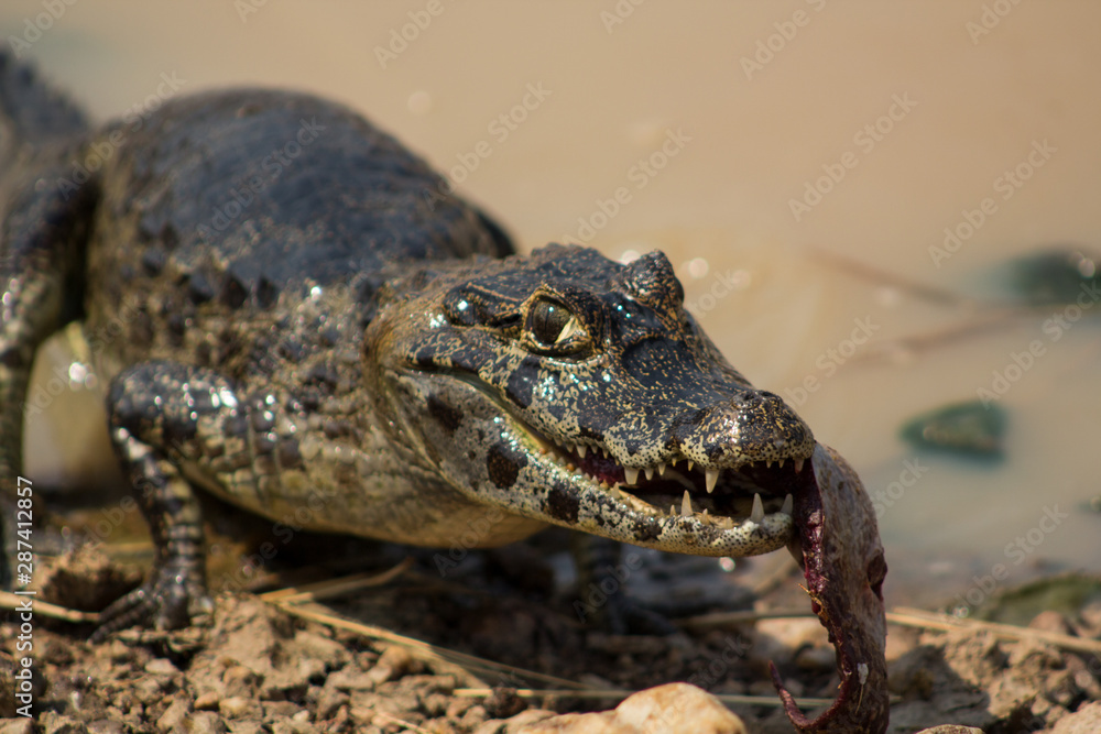 Fototapeta premium Crocodile seeking food