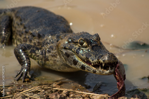 Crocodile seeking food