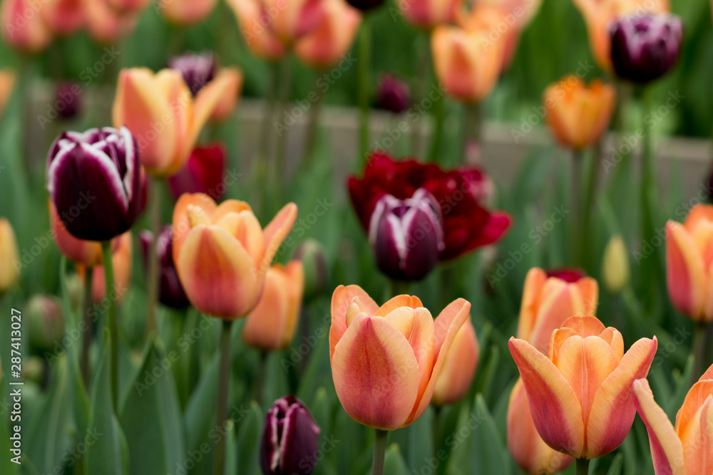 Tulip Tulip
