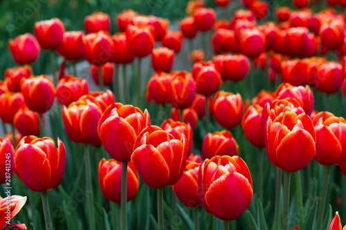 Tulip