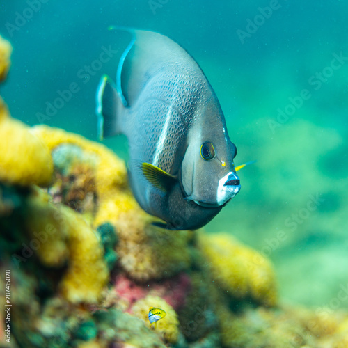 Angelfish and little friend