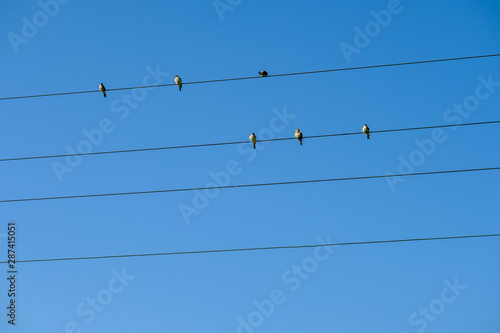 Birds sitting on electric wires on blue sky