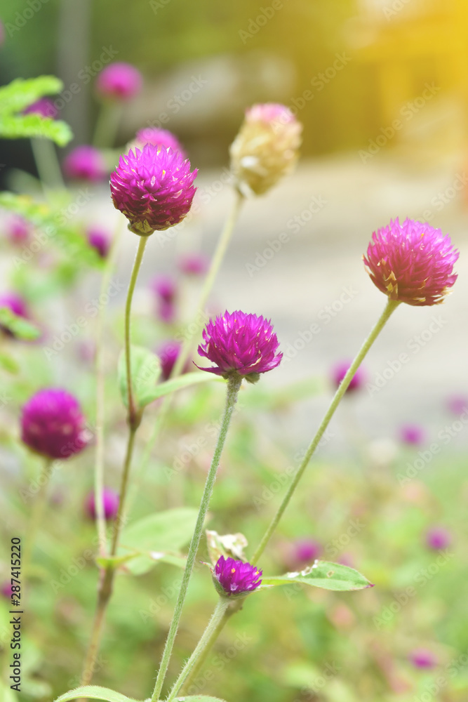 Fototapeta premium Beautiful flower in garden for background.