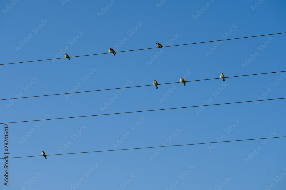 Birds sitting on electric wires on blue sky Birds sitting on electric wires on blue sky