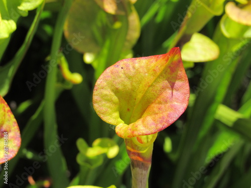 Pitfall Plants