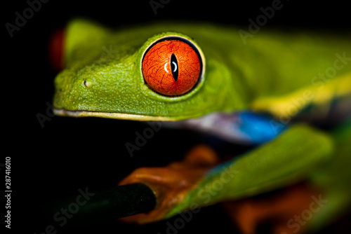 Red-eyed tree frog (Agalychnis callidryas), Sarapiqui, Heredia Province photo