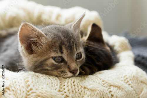 Brown striped kitty and gray kitty sleeps on knitted woolen beige plaid. Little cute fluffy cat. Cozy home.