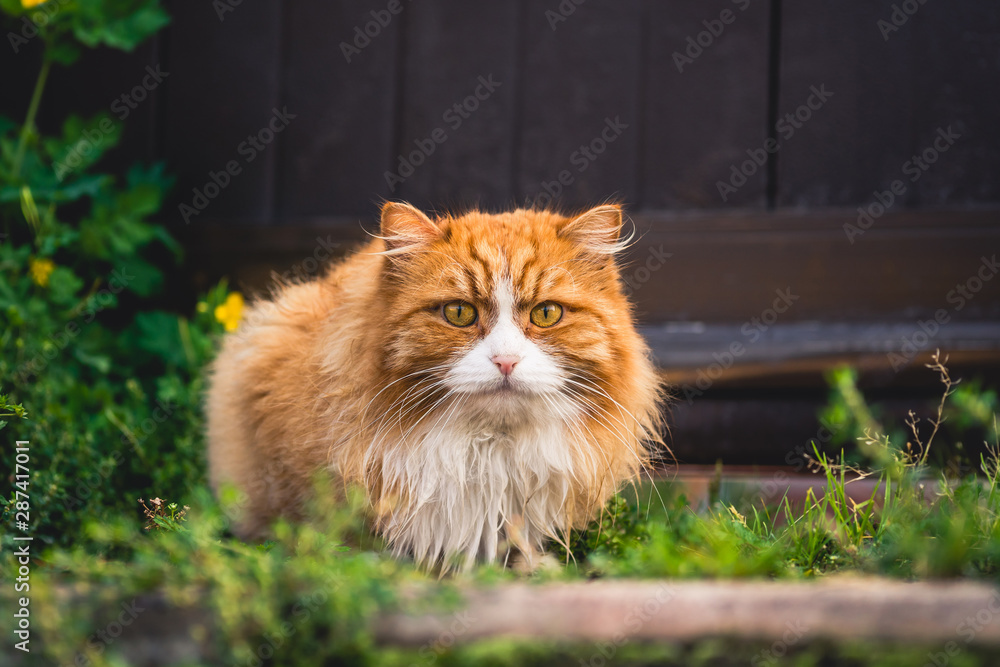 ginger fluffy domestic cat. cat with a surprised look.
