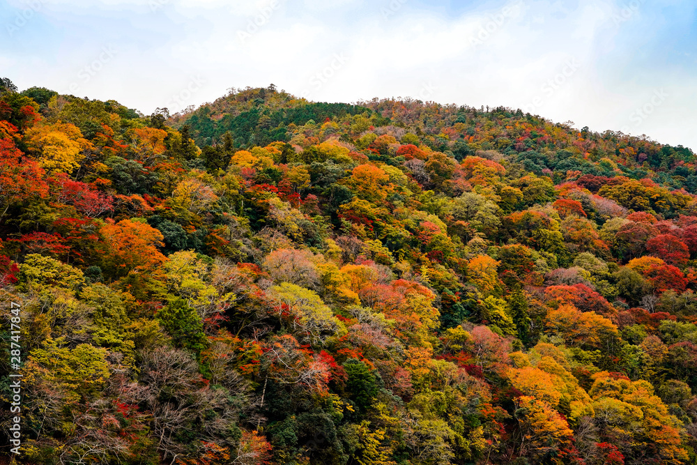 Colorful mountains range in autumn season with red, green,orange, and golden foliage, forest vivid trees hill against blue clouds sky background in Japan Colorful mountains range in autumn season with red, green,orange, and golden foliage, forest vivid trees hill against blue clouds sky background in Japan