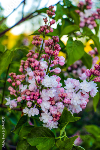 Lilacs blooming in spring scene. Spring blooming pink flowers. Lilac flowers. © Dzmitry