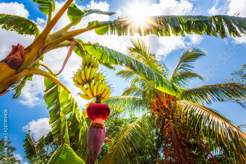 Banana tree in Vinales, Pinar del Rio Province, Cuba