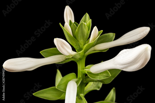 Blooming white flower of Hosta  also Funkia  family of Asparagus  lat. Asparagales   on black background