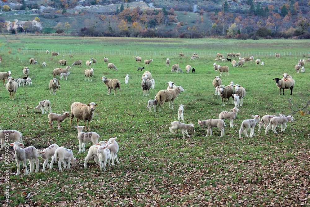 élevage de moutons