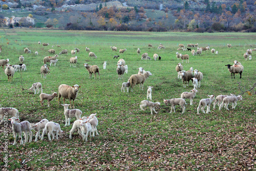 élevage de moutons