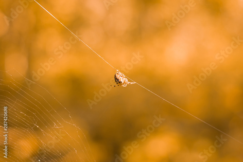 Wasp spider on the web, top view. 