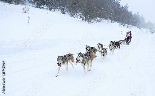 Husky sled dog racing 