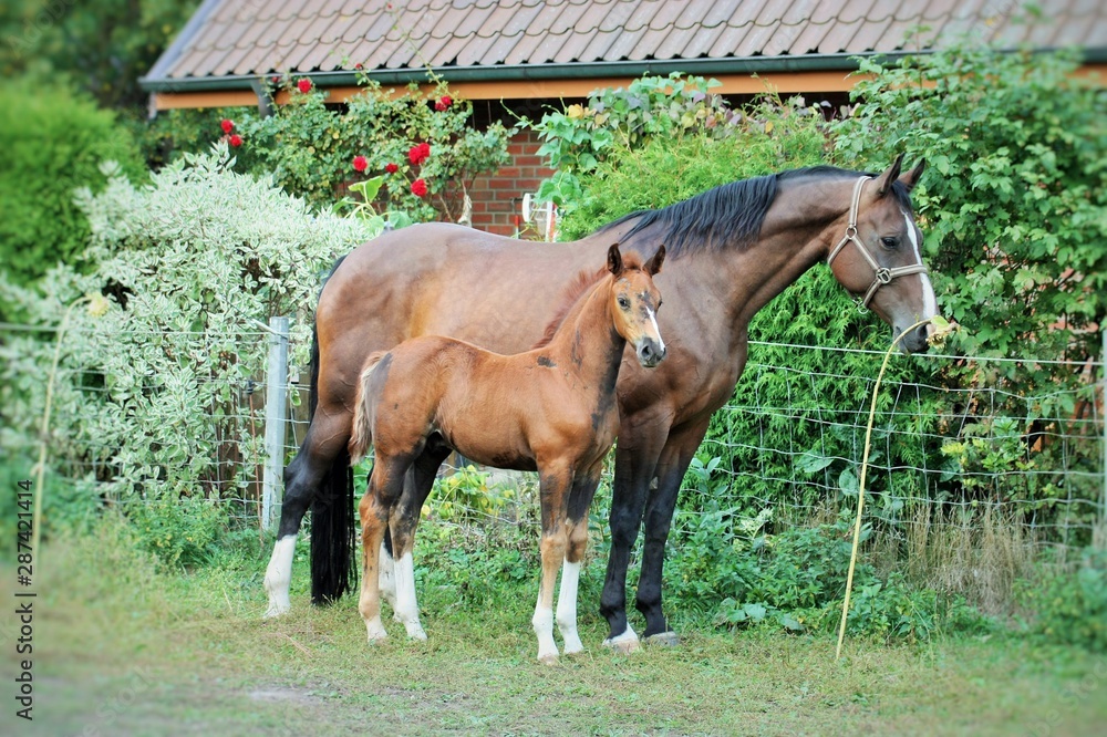 Obraz premium Wunderbare Pferde