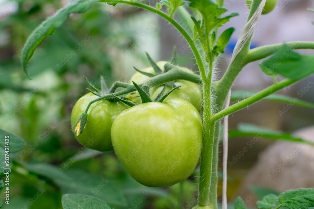 Green tomatoes on a branch in a greenhouse Green tomatoes on a branch in a greenhouse