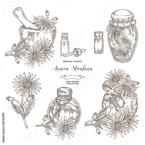 Arnica montana plant. Flowers of arnica, wooden mortar, textile bag and glass bottles. Medical hebs collection. Vector illustration botanical. Engraving style. photo