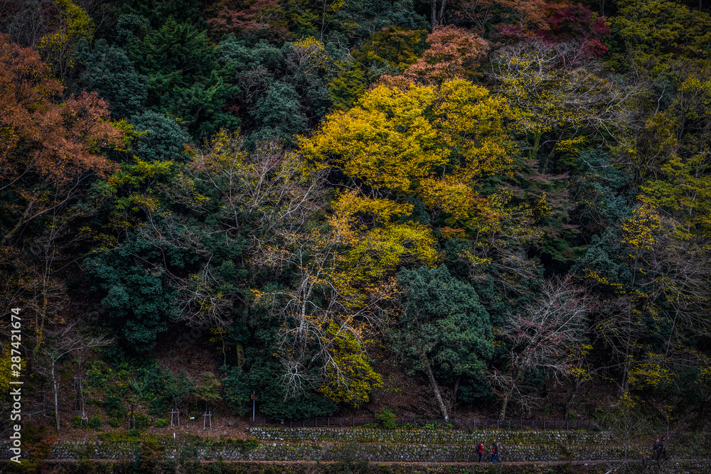 Colorful autumn trees in the forest mountain on reverside and footpath,peoplr walking on the walk way build from mamy rocks create a level natural road near the lake or river in Japan 