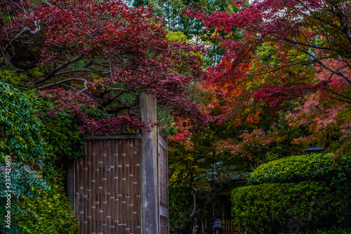 Japanese traditional wooden gate for house or restaurant decorative design in zen style with old lantern or lamp exterior ,red maple branches autumn trees covering bamboo wall with green bush in front © P. Lesley