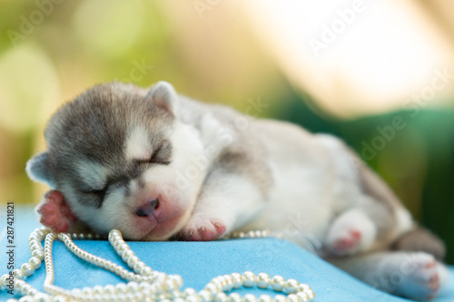 Newborn of siberian husky puppy sleeping © voltgroup