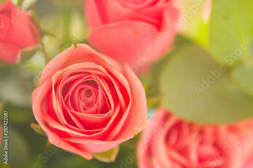 Pink roses in natural light