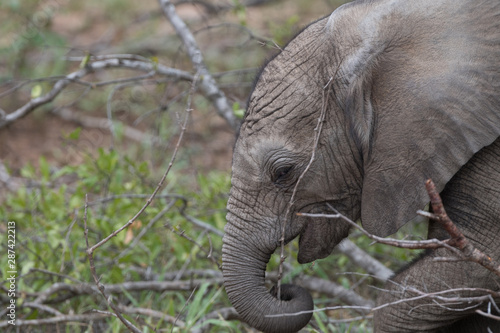 An elephant and calf pictured in the Timbavati Reserve, South Africa