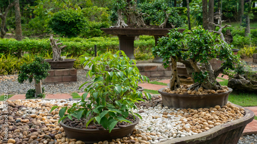 garden of bonsai plants in the pot