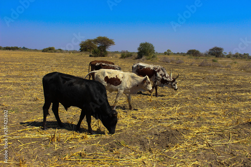 Fototapeta Naklejka Na Ścianę i Meble -  herd of cows grazing in a field