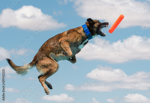 Belgian Malinois about to catch a toy photo