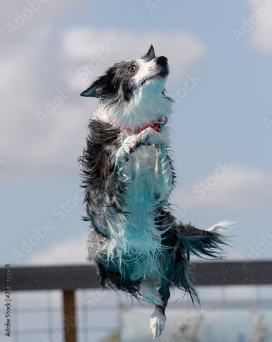 Australian shepherd with a tail dock diving photo