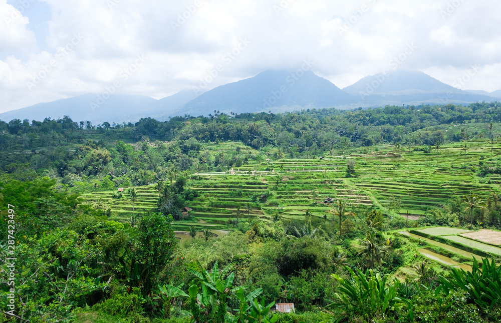 Rice terraces. Traditional rice fields in Bali. Green rice field farm background.
