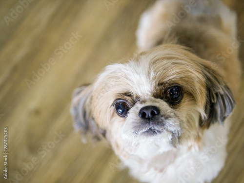 cute old Shih Tzu doggy looking camera with blurry vinyl wood floor space background ground d