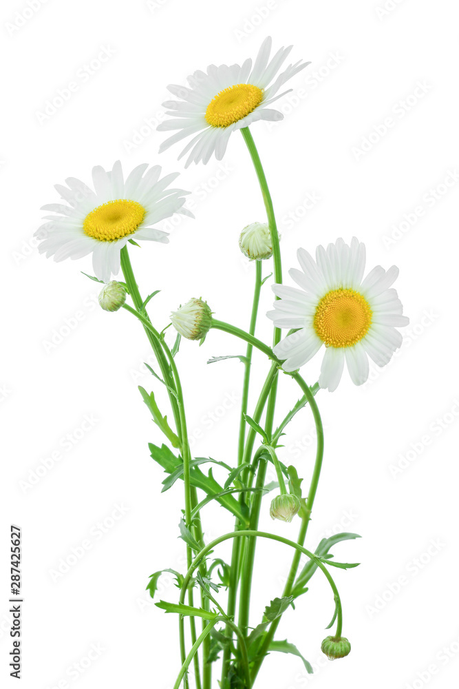 one chamomile or daisies with leaves isolated on white background one chamomile or daisies with leaves isolated on white background